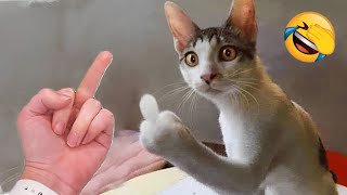 Animaux les plus drôles vont sûrement vous faire mourir de rire 😅