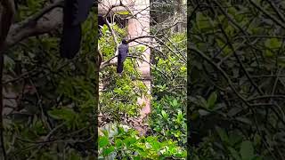 Cuckoo bird | #birdwatching #birdlover #shorts #viralyoutube # viral___❤️💫🥰✨