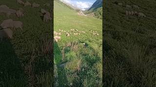 Gaddi Sheeps! Pangi chamba HP #trendingvideo #goats #sheeps