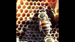 SORA - source - AI Video - "One bee is passing freshly gathered honey to another bee" #ai #aitest