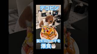 【㊗️100万再生】2歳の誕生日ケーキにがっつくデコピン #大谷翔平 #ドジャース #大谷 #デコピン #真美子夫人 #佐々木朗希 #山本由伸 #MLB #ホームラン
