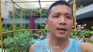 三角梅小苗如何养护长得快？第四十六天，这样的牙签苗还是不行的