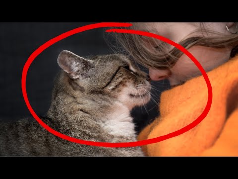 4 Ways Cats Communicate to Humans (Other Than Meowing)