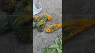 desikisan#organic kheti#home gardening tips#amazing kheti#gardenplants#growtree#karele ke seeds