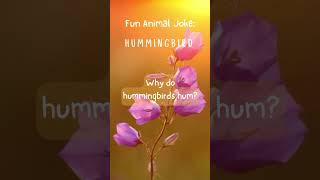 Fun Animal Joke: Hummingbird #hummingbird #animals #animal #animaljoke #animalshorts #animallover