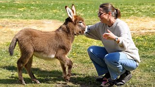 Most Emotional Animal Reunions with Their Owners That Will Touch Your Soul ❤️