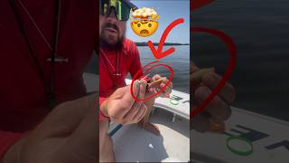 The secret to rigging a gulp shrimp on a jig head 👌👌 #fishing #easy #tutorial #shorts