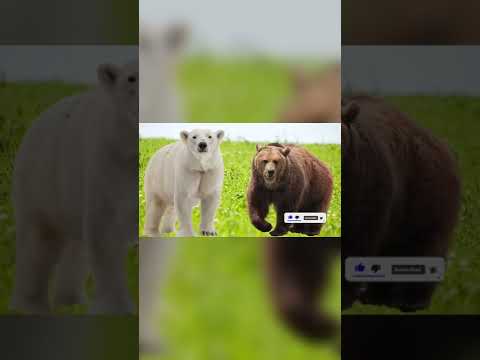 Polar Bear vs Grizzly Bear - Who Would Have WIN? #shorts