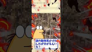 【レア】謎の動物見かけたんだが分かる人いる？