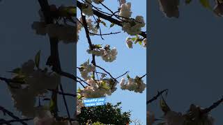 2021回故的春天 (Beautiful spring season in 2021)