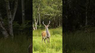 What are the SCOTTISH HIGHLANDS known for?
