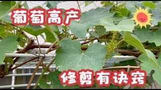 EP449 葡萄高产，修剪有诀窍