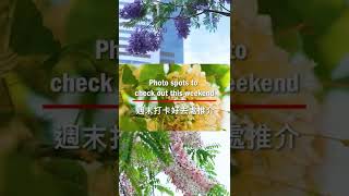 香港好去處：五月賞花魚木花、節果決明、藍花楹 | Hong Kong's 'gram-worthy flower spots