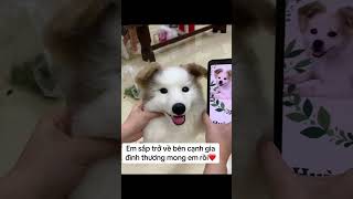 Cả nhà đều thương em lắm #petiesfriend #petlove #kyniemthucung