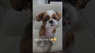 사료 안 먹는 날로 정한 강아지🐶🥹