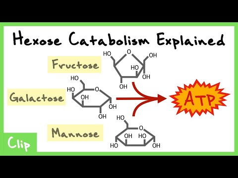Glycolysis Of Hexoses (Fructose, Galactose, Mannose) | Clip
