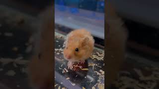 #hamster #petstagram #petsofinstagram #whatsappstatus