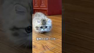 マンチカンの可愛さと魅力を1分で解説！#マンチカン #munchkin #shorts