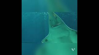 KYA DEKHA HAI 😱STRANGE ANIMAL, CHECK OUT GUYS.....AND COMMENT BELOW IF U KNOW IT...  #YRJCARES