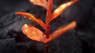 Blanke & RIOT - Revival (Visualizer)