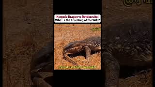 Komodo Dragon vs Rattlesnake! Who’s the True King of the Wild? #KomodoDragon #wildlife #NaturePower