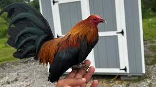 New Old English Game / Azteca Bantams set up is finally finished. EP 4.