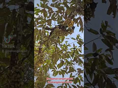 Bunga bunga Pahang durian #pahangdurian
