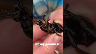Look what we found today on the grounds. #buglife #nature #outdoors #farmlife #fy