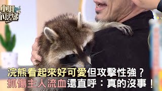 浣熊看起來好可愛但攻擊性強？抓傷主人流血直呼：真的沒事！#小姐不熙娣【精華】