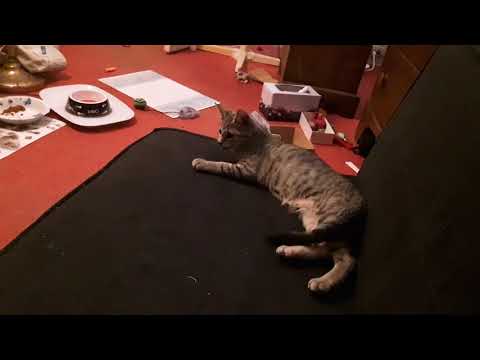 Kittens in My Bedroom Part 10/12