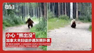 小心 “熊出没”   加拿大夫妇徒步遇灰熊扑袭 Be Bear Aware: A Canadian Couple Encounters a Dangerous Grizzly While Hiking