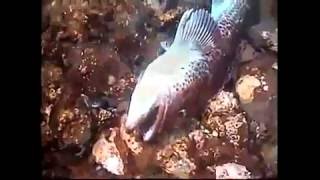 Underwater Video of Low Dissolved Oxygen Event in Hood Canal