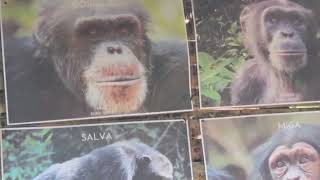 Part 2 of the Tacugama Chimpanzee Sanctuary Tour | #wildlife