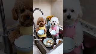 When Puppies Can Wash the Dishes #funny #laughsandgiggles #funnyvideo #justforfun  #laughriot