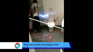 King Cobra checks in to Bangtao hotel