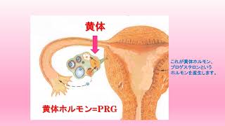 ホルモンと遺残卵胞の関係(字幕付き)