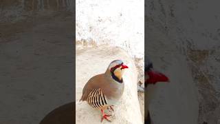SHIKARI CHAKOR AWAZشکاری چکور آواز@MerakLsyz02@KeklikSevdallar@WildFocus-#birds#keklik#chakor