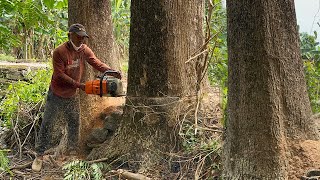 The felling of 3 dangerous trees on the side of the road‼️
