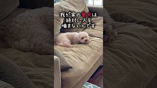 絶対に噛まない犬vs噛ませたい飼い主#shorts #かりんとう #トイプードル #トイプ