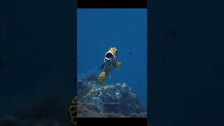 Dentist of fish l #facts #fish #shorts #trending #viralshorts #factmania #ytshorts