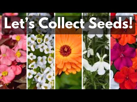 Saving Impatiens Begonia Alyssum Lobelia & Calendula Seeds