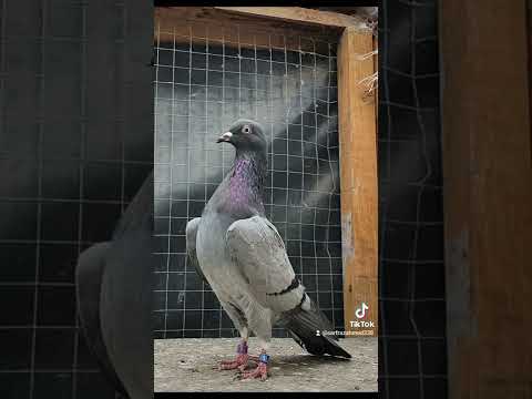 Jack bowdens Tipplers pigeon uk