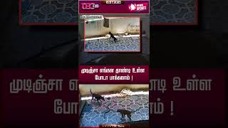 பாம்புடன் மல்லுக்கட்டிய நாய்கள் | 𝐒𝐧𝐚𝐤𝐞 | 𝐒𝐧𝐚𝐤𝐞𝐫𝐞𝐬𝐜𝐮𝐞 | 𝐃𝐨𝐠𝐬 | 𝐃𝐨𝐠𝐥𝐨𝐯𝐞𝐫𝐬 | 𝐒𝐚𝐟𝐞𝐭𝐲 |