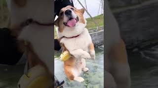 happy dogs #happydog  #dog  #funnyvideos  #funnydogs  #cutedog  #doglife  #dogs