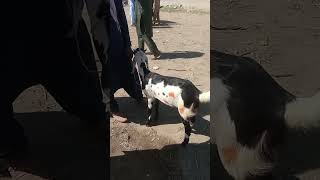 #pigeon #birds #parrot #birdsmarket #cow #java #goat #animals #finches #funny