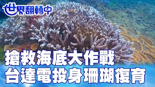 搶救海底大作戰 台達電投身珊瑚復育 世界翻轉中 20221016