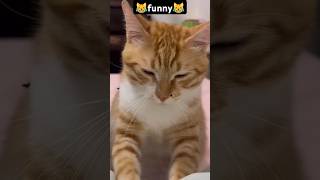 what are you doing😹#funny #pets #catcomedy #catvideos #cat#catshorts #funnyanimal #catlover#funnycat
