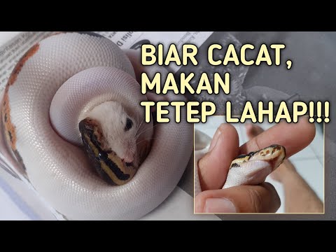 BELAJAR ASSIST FEEDING BALL PYTHON!