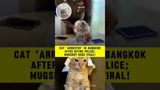 Cat ‘Arrested’ in Bangkok After Biting Police Officers! 😼🚓