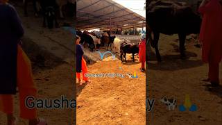 "Gaushala Visit Day 🐄🙏 | Feeding & Caring for Sacred Cows 💛#Shorts#Spiritual#DailyVlog#NepalVibes"
